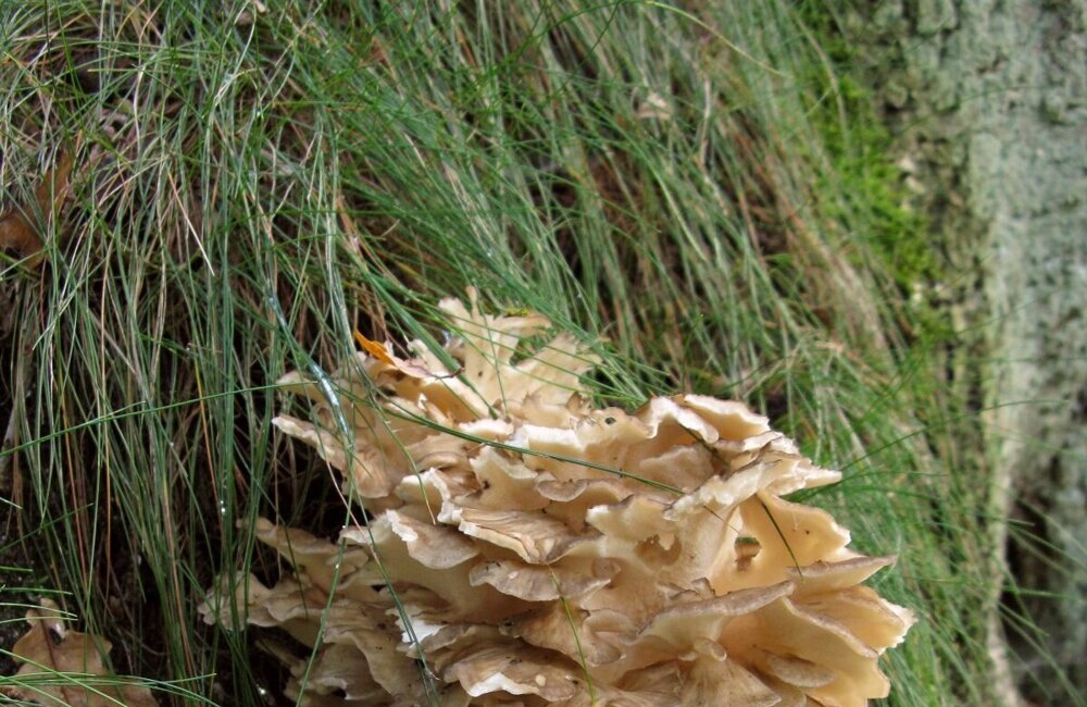 IVNSteilrandPaddenstoelen in het Leudal