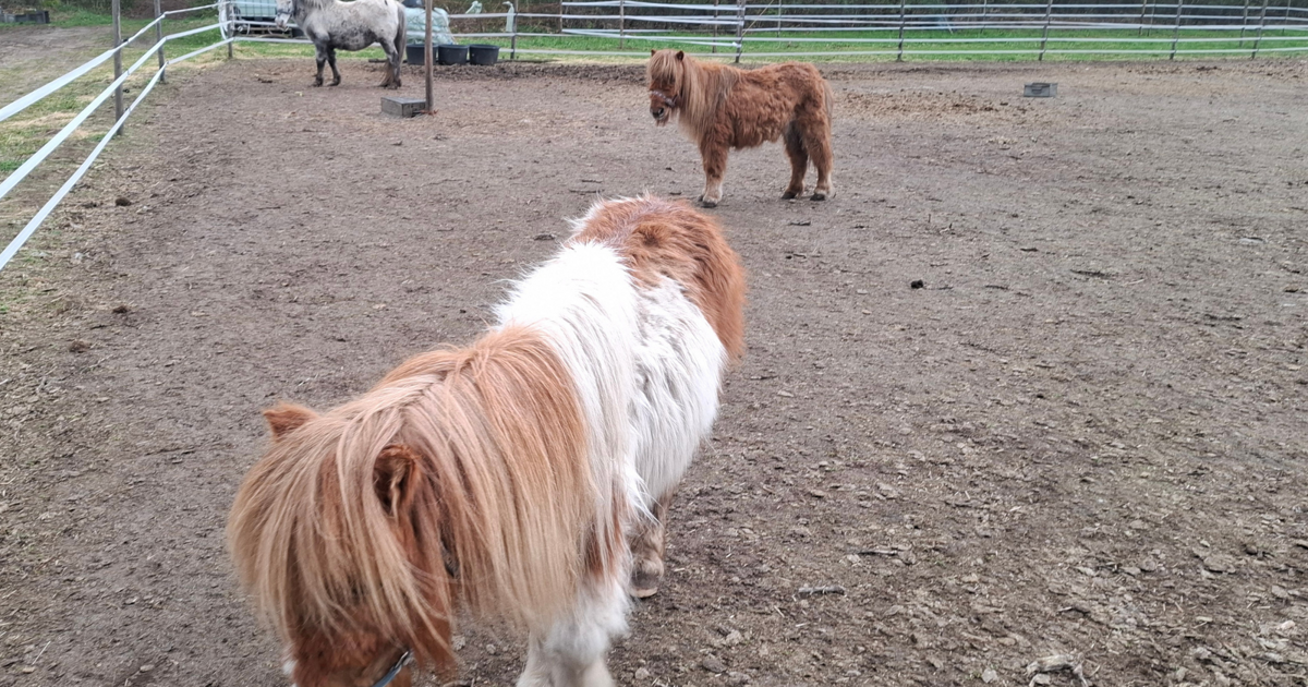 Drie verwaarloosde pony’s aangetroffen in Peel en Maas, één van hen overleden