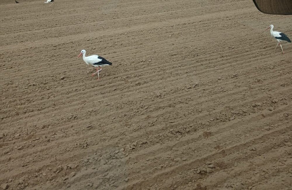 ooievaar2