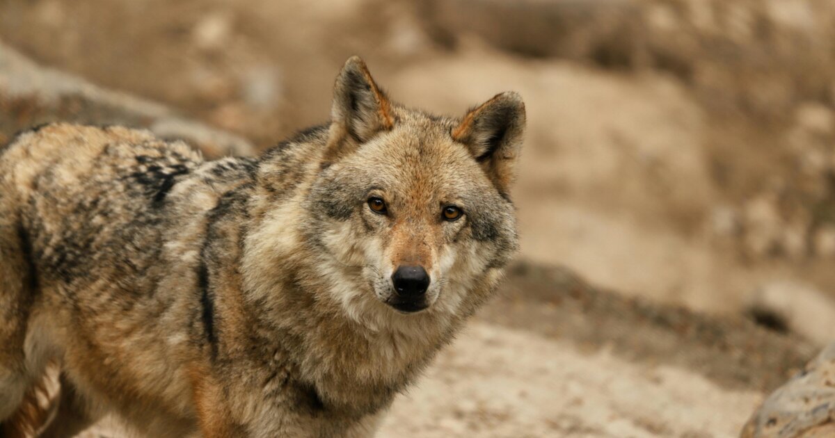 Kabinet wil sneller ingrijpen bij wolven