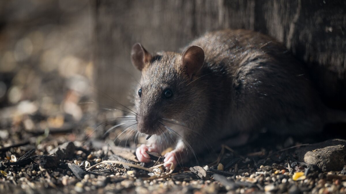 rat