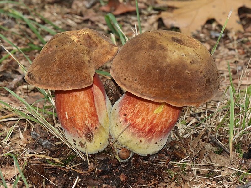 24-9IVNPaddenstoelen