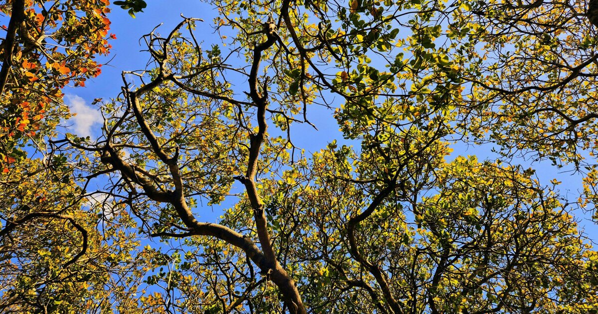 Peel en Maas geeft weer 200 bomen weg voor in de voortuin