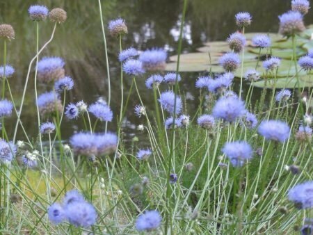 5-11Groenbegeleider