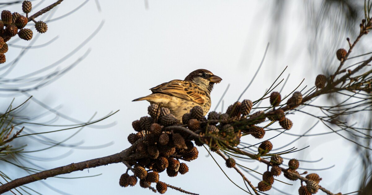 Onderzoek naar huismus in Peel en Maas van start