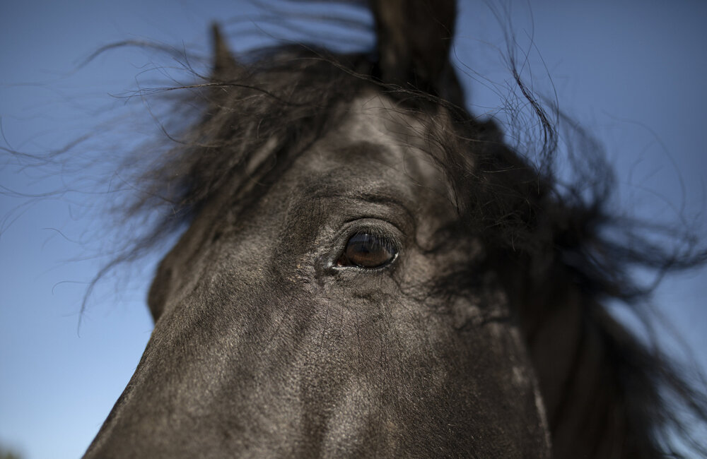 Paard stock