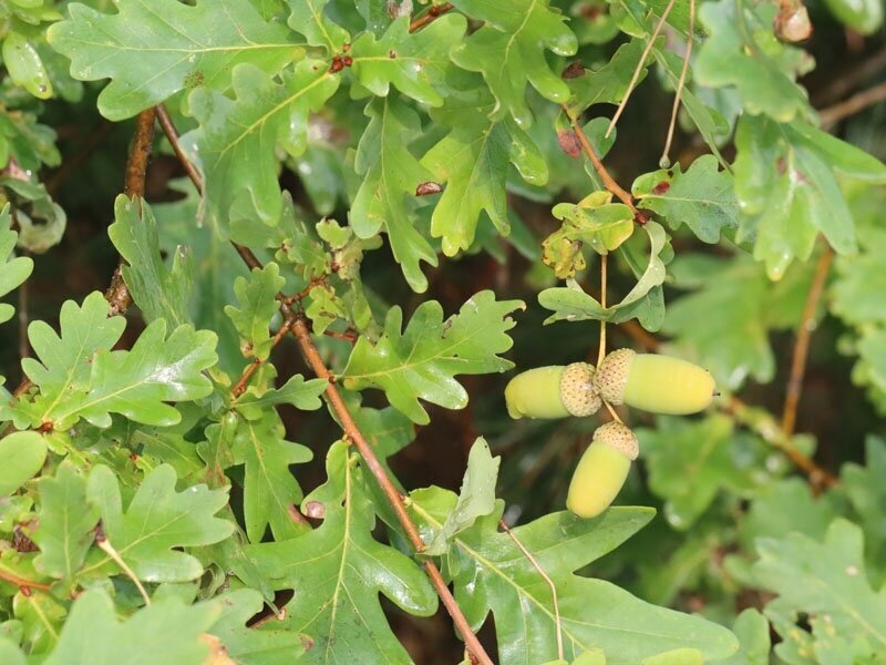 IVN Meijel: Lezing over de zomereik (1 van 2)