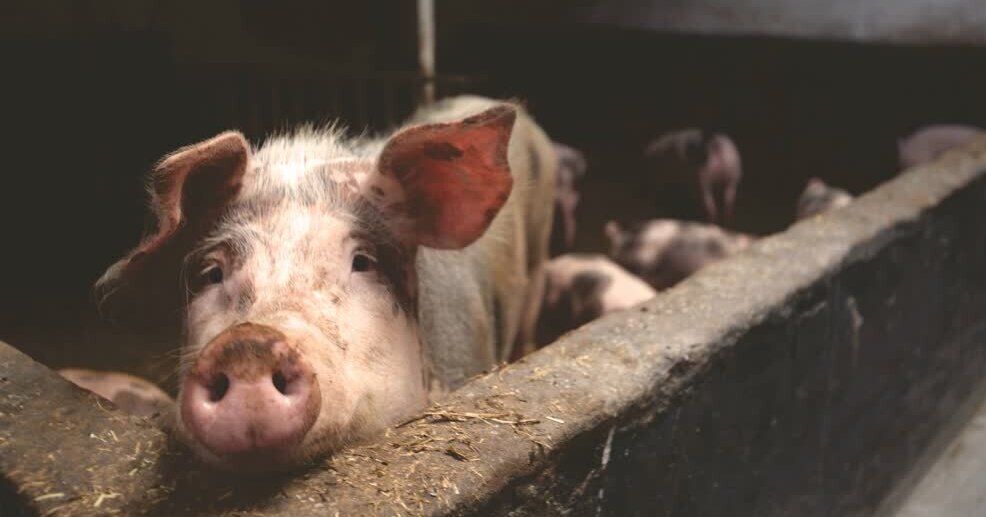 Sanering veehouderij in Egchel: ruimte voor woningen