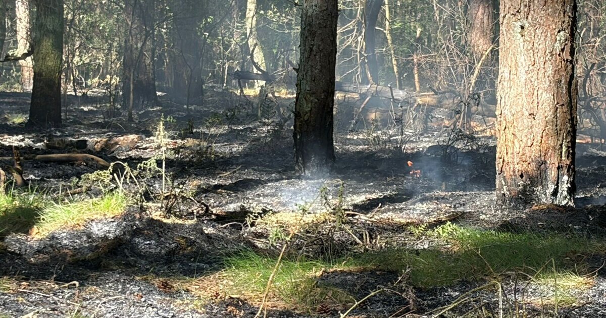 Opnieuw brand in bosgebied bij Helden