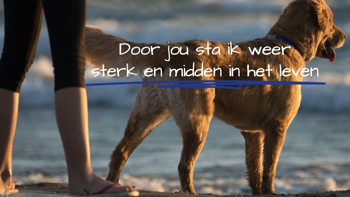 DutchAssistanceDogs