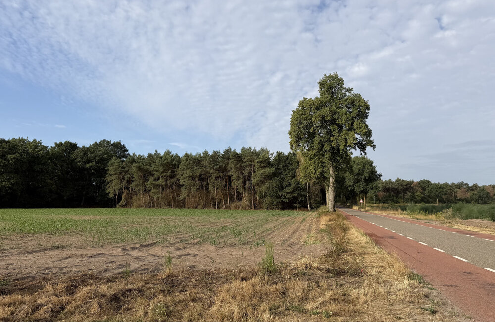 Bosbrand Baarlo