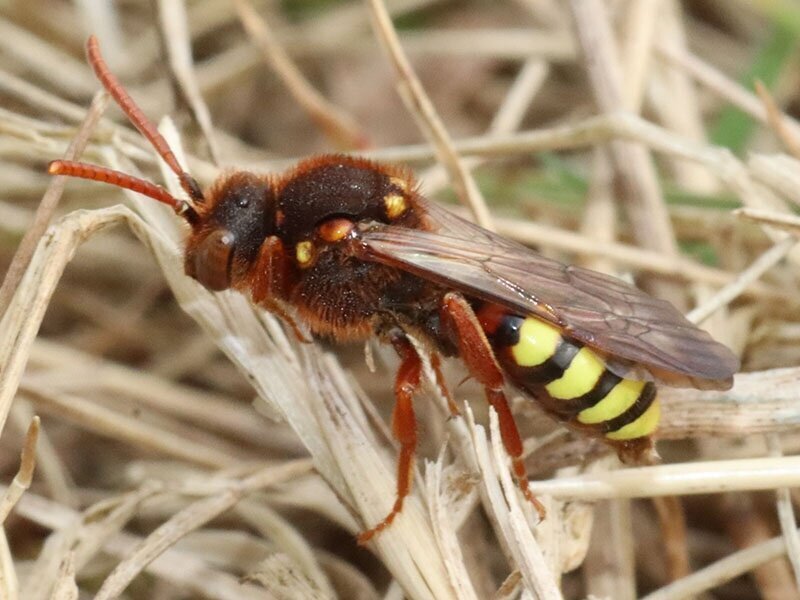 IVNroodharige wespbij.jpg