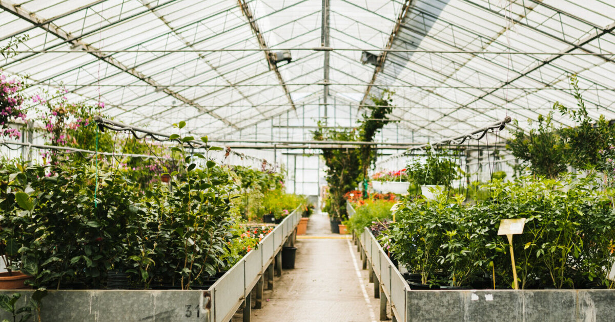 College verdedigt aanpak glastuinbouw na kritiek CDA en ondernemers